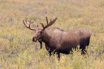 Alaska Bull Moose in Velvet