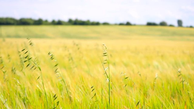 Detail of green oat grass growing in barley field. Field of ripening corn plants at middle of June. 