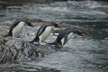 Fototapeta na wymiar Macaroni penguin (Eudyptes chrysolophus) going to sea