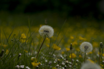 Dandelion in yellow meadow