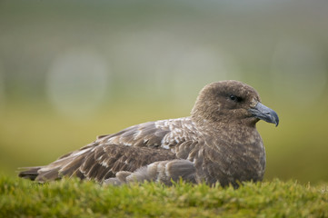 Brown Skua (Catharacta antarctica)