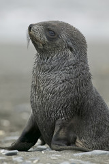 Naklejka premium Antarctic Fur Seal (Arctocephalus gazella)