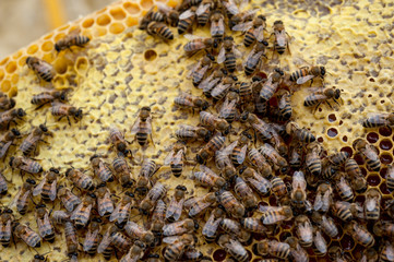 The honeycomb full of bees and wax