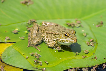 Green frog on a leaf in the pond