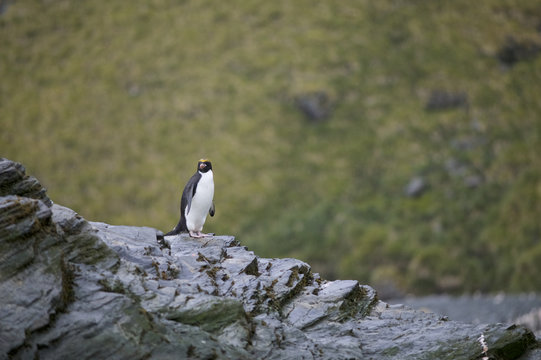 Macaroni penguin (Eudyptes chrysolophus) stands on rocks in the rain