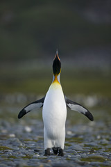 King Penguin (Aptenodytes patagonicus) performing a courtship ritual song