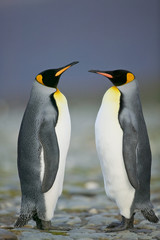 King Penguin (Aptenodytes patagonicus) performing a courtship ritual song