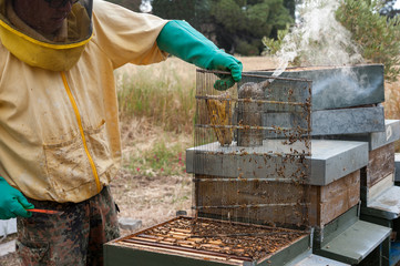 The beekeeper inspects the honeycomb and the hives