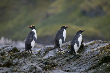 Fototapeta premium Macaroni penguins (Eudyptes chrysolophus) standing on rocks in the rain