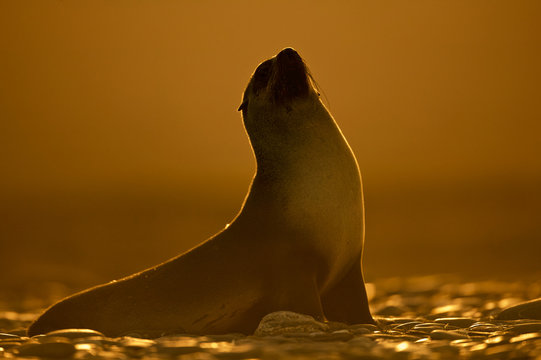 Antarctic Fur Seal (Arctocephalus gazella) profile at dusk