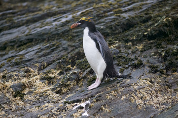 Macaroni penguin (Eudyptes chrysolophus) stands on rocks in the rain