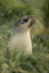 Naklejka premium Antarctic Fur Seal (Arctocephalus gazella)