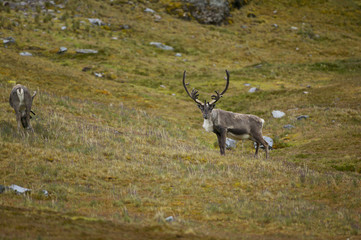 Reindeer or Caribou (Rangifer tarandus), Fortuna Bay, South Georgia Island. Introduced Species