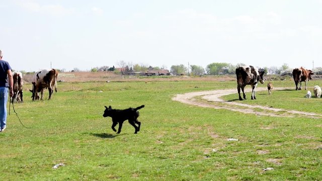 Keeper with dogs gethering the herd of cows