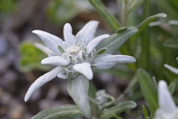 Naklejka premium Blühendes Edelweiss 