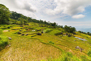 Obraz premium Stunning landscape of rice fields on the mountains of Batutumonga, Tana Toraja, South Sulawesi, Indonesia. Panoramic view from above with soft early morning sunlight and vivid colors.