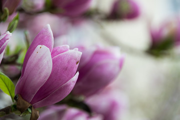 Magnolia flowers on a tree in Salzburg