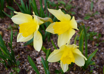нарциссы.