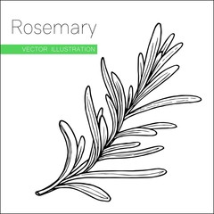 rosemary white