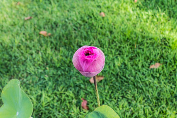 Lotus flower natural garden