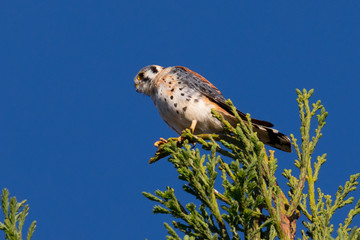 Male kestrel in the wild, perched on the tip of a branch