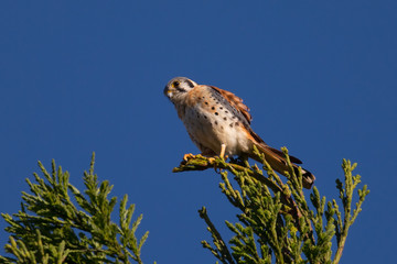 Male kestrel in the wild, perched on the tip of a branch