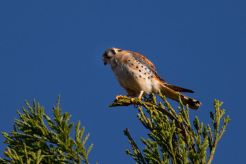 Male kestrel in the wild, perched on the tip of a branch