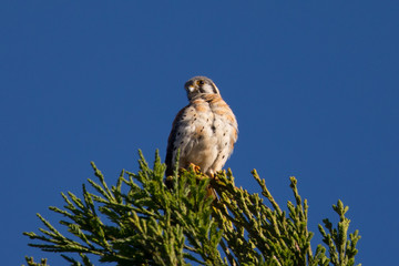Male kestrel in the wild, perched on the tip of a branch