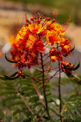 Mexican bird of paradise (Caesalpinia pulcherrima)