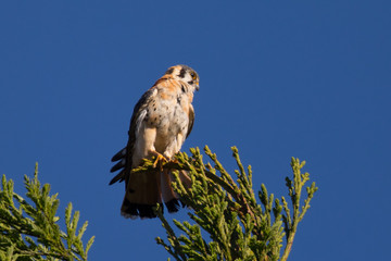 Male kestrel in the wild, perched on the tip of a branch