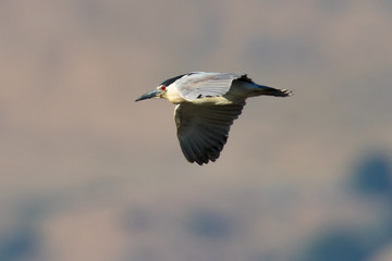 
Black-crowned night heron seen in the wild, flying against a North California hill, 
