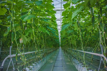 Fototapeta na wymiar cucumber eco greenhouse