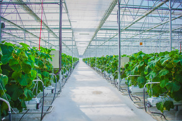 cucumber eco greenhouse