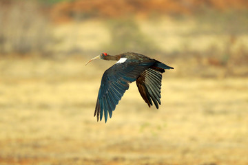 Flaying bird