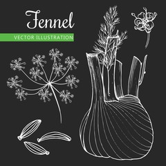 fennel black