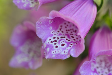 Roter fingerhut - Purpurea digitalis