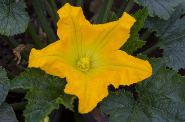 Zucchini Squash Blossom