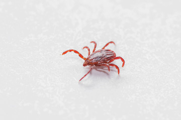 Mite, tick on grass, mite in skin