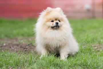 Pomeranian pomeranian beige sits contented on green grass