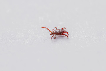 Mite, tick on grass, mite in skin