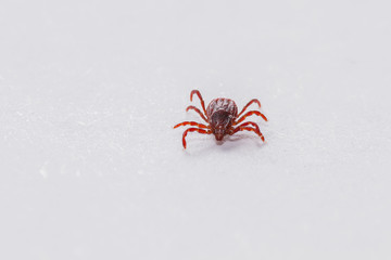 Mite, tick on grass, mite in skin
