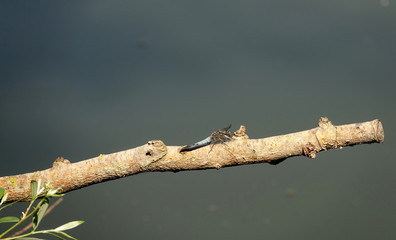 Libellule