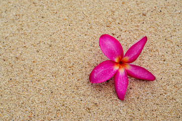 Fototapeta na wymiar Pink flowers on the sand