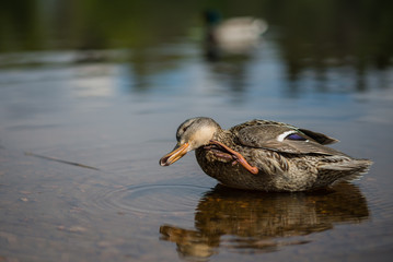 summer clean duck feathers in the pond