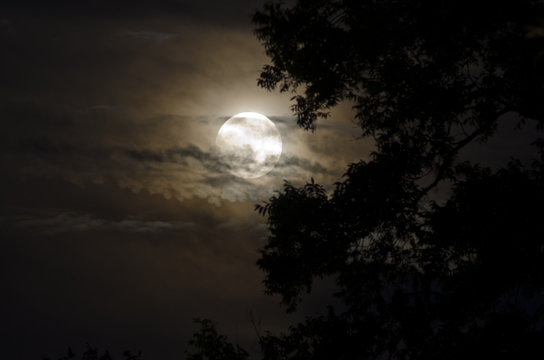 Full Moon with Silhouetted Tree © Shelley