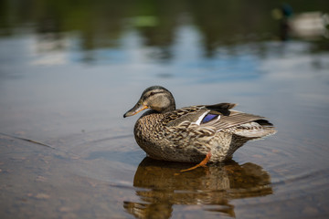 summer duck swims in the pond