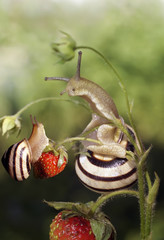 Улитка ползает по ягоде клубники