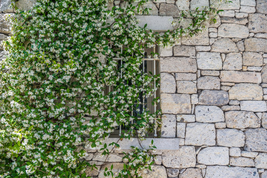  Blooming jasmine plant on stone wall at Alacati, Turkey