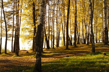 Colorful birch forest in the sunshine at the riverside beside Istra river, Moscow region, Russia.