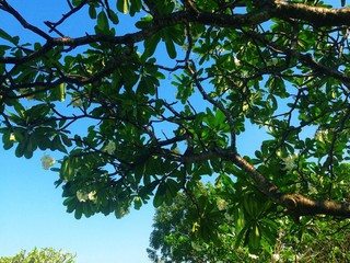 White and yellow plumeria flowers on a tree and grass.